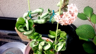 20160813131133008.jpg