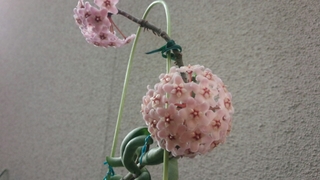 20160813131154219.jpg