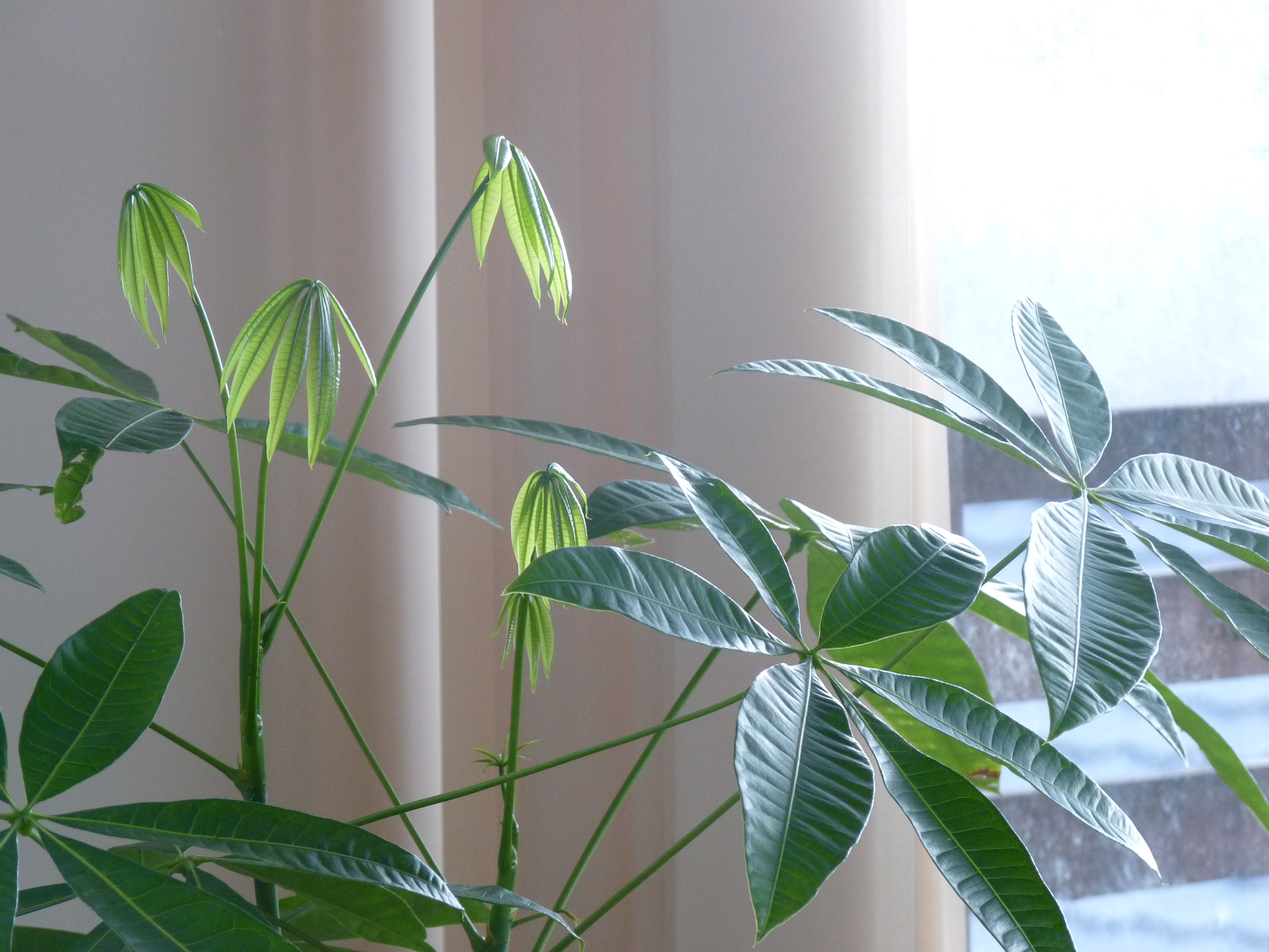 観葉植物 パキラ 落葉 原因は太陽光 人気の観葉植物 画像と育て方 By Plants Qr