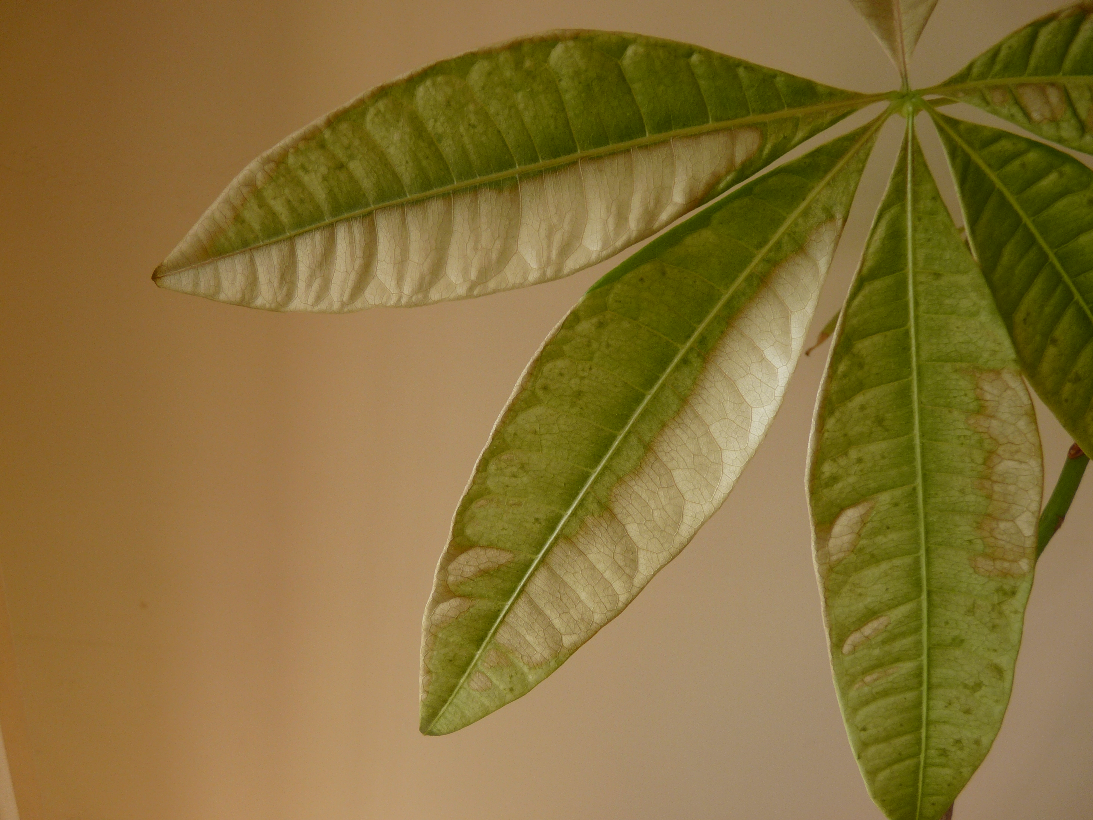 パキラの育て方 日当たりばかりが良くは ない 人気ギフト 観葉植物の通販 育て方 エバーフレッシュ シマトネリコ パキラ
